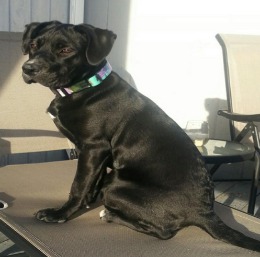 Jules Endless Mountains Veterinary Center