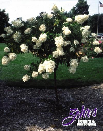 Arnold Columnar Tulip Poplar  Zehrs Flowers and Landscaping