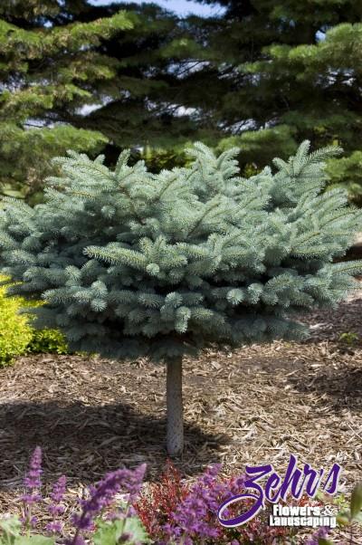 globe-blue-spruce-tree-form-zehrs-flowers-and-landscaping