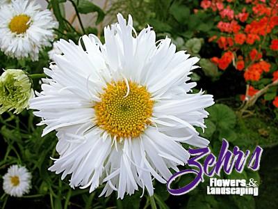 Crazy Daisy Shasta Daisy | Zehrs Flowers And Landscaping