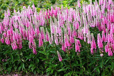 Pink Marshmallow Veronica 