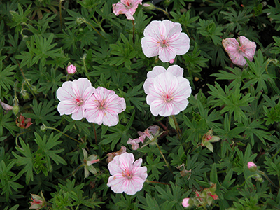 Lancaster Geranium | Zehrs Flowers and Landscaping
