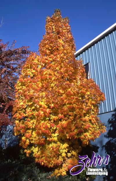 Apollo Sugar Maple Zehrs Flowers And Landscaping