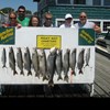 Henderson Harbor Fishing with Milky Way Charters - The Jim Schlieder party with their catch of Lake Trout & 2 Whitefish!