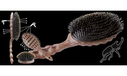 YS Park 68AS1 Beetle Luster Cushion Eco Styler Brush